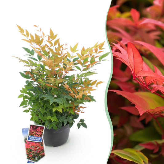 Nandina 'Gulfstream' - Schijnbamboe - hoogte 45cm