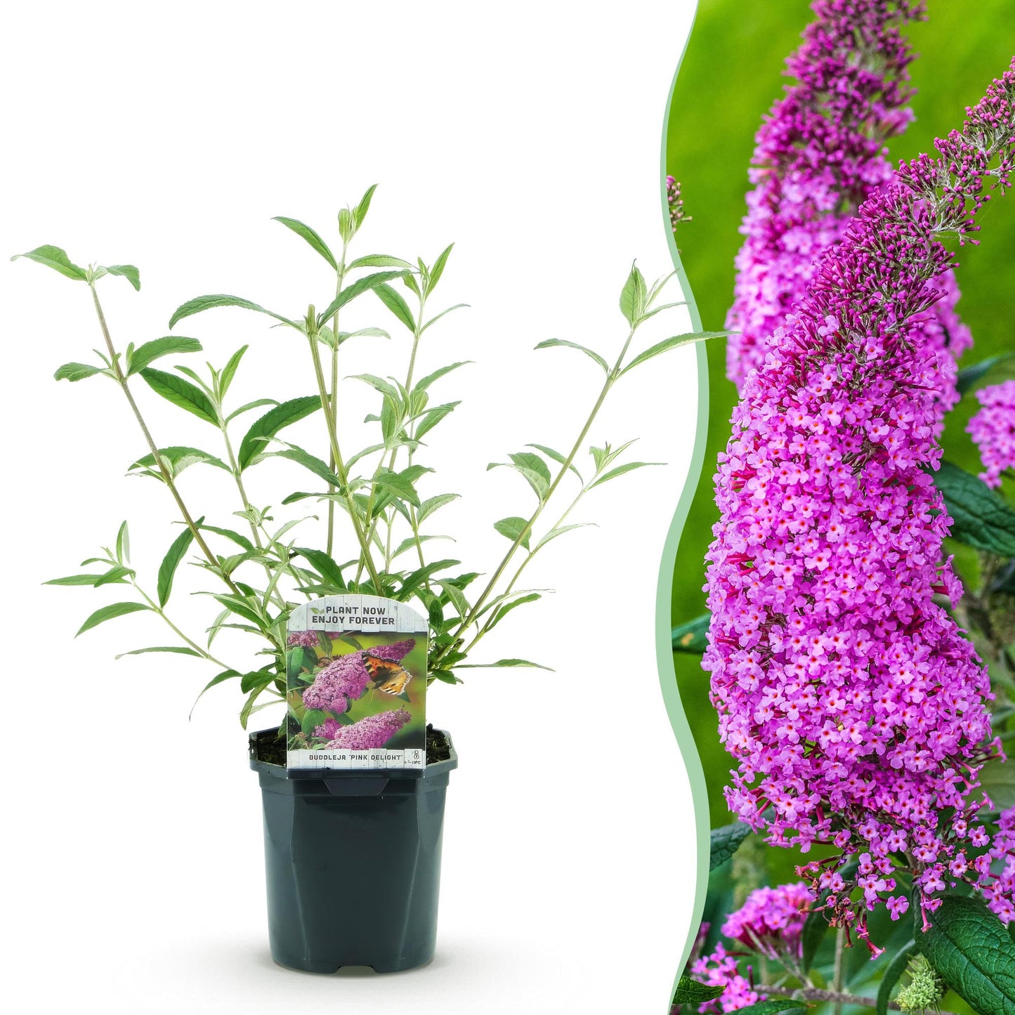 Buddleja davidii 'Pink Delight' - Vlinderstruik - hoogte 45cm