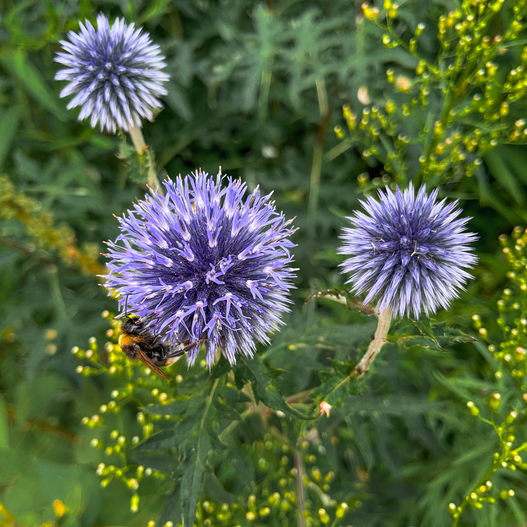 Echinops ritro - Kogeldistel