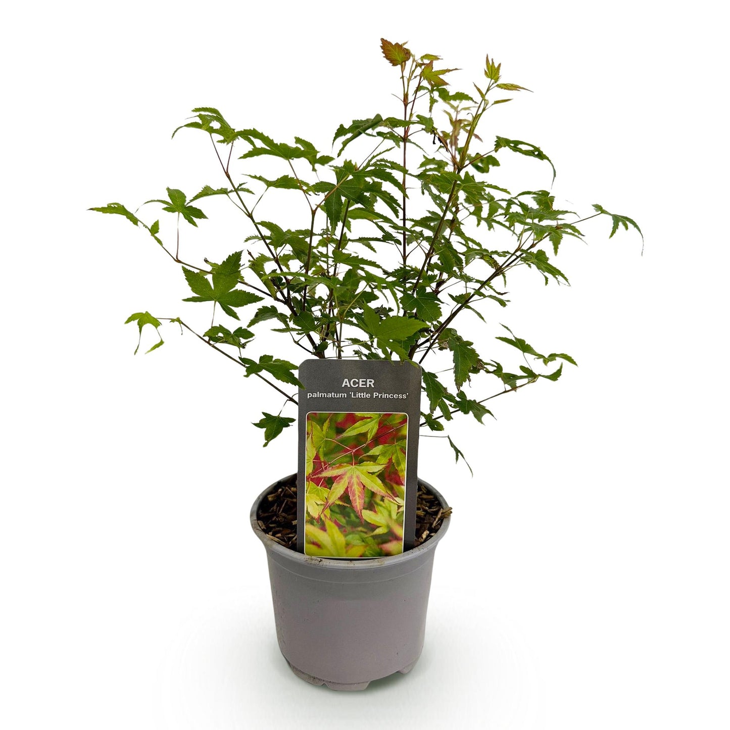 Acer palmatum 'Little Princess' - Japanse Esdoorn - hoogte 35cm