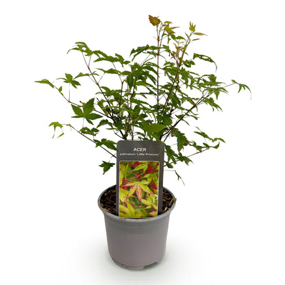 Acer palmatum 'Little Princess' - Japanse Esdoorn - hoogte 35cm