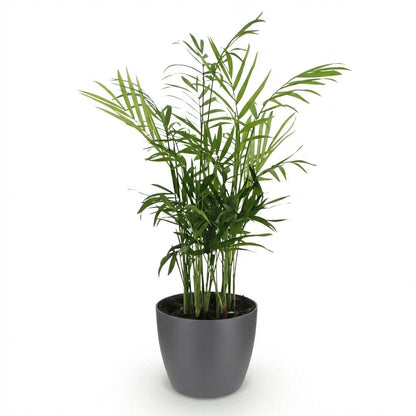Green boutiQ - Kamerplant - Chamaedorea elegans - Goudpalm - Huisdiervriendelijke Plant - Groen - 1 Plant - met Potter Grijs - Pot 12cm - Hoogte 15cm