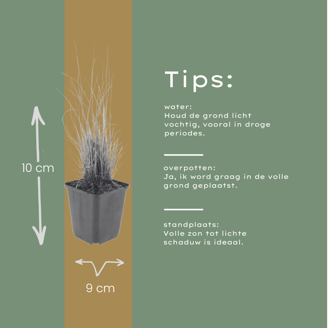 Calamagrostis brachytricha - Diamantgras