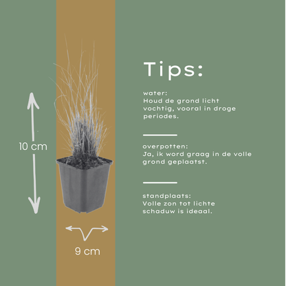 Calamagrostis brachytricha - Diamantgras