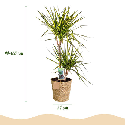 Dracaena Sunray - Drakenbloedboom - incl. mand - 1 plant - pot 21cm - hoogte 90-100cm
