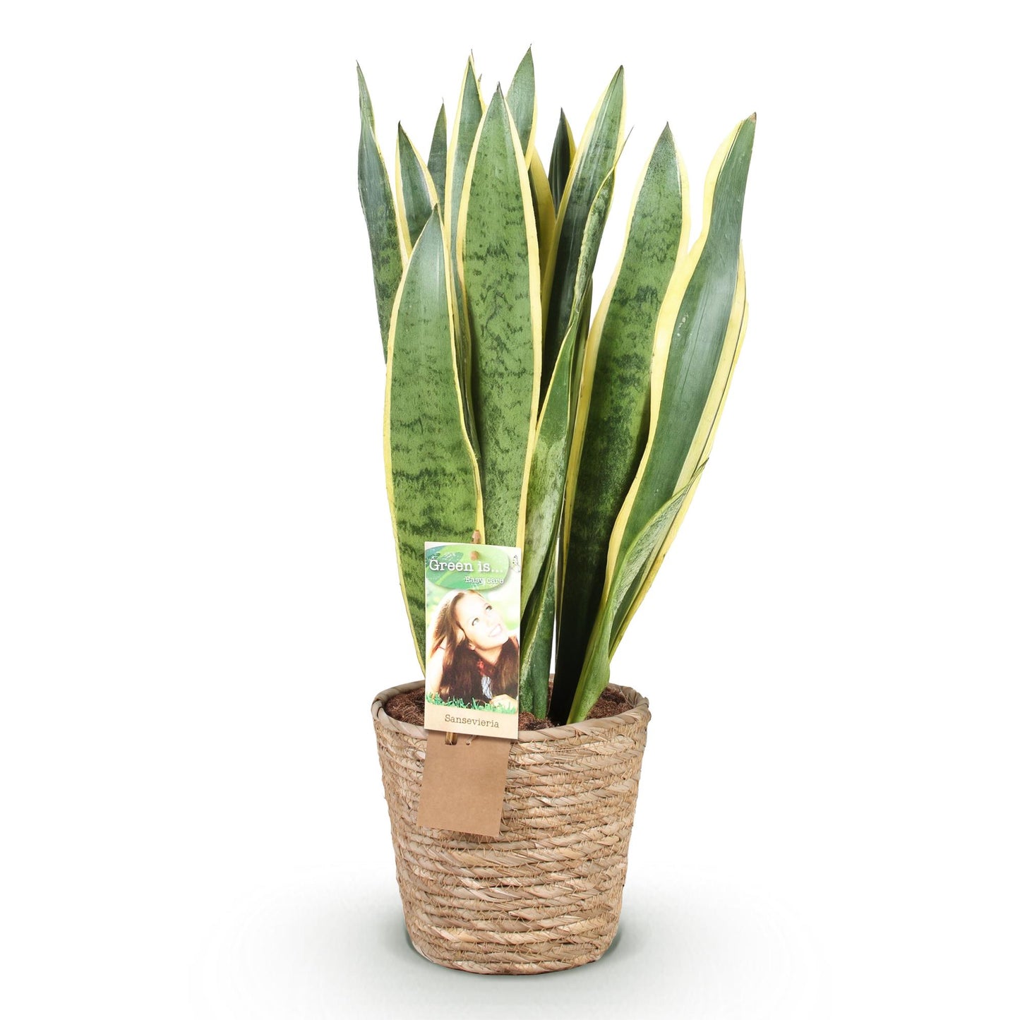Sansevieria Laurentii - Vrouwentong - incl. mand - pot 21cm - hoogte 70-80cm
