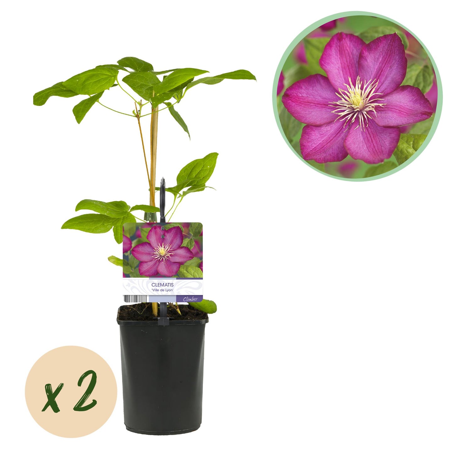 Clematis 'Ville de Lyon' - Clematis - 2 planten - Pot 11cm - Hoogte 40cm
