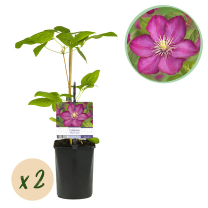 Clematis 'Ville de Lyon' - Clematis - 2 planten - Pot 11cm - Hoogte 40cm