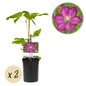 Clematis 'Ville de Lyon' - Clematis - 2 planten - Pot 11cm - Hoogte 40cm