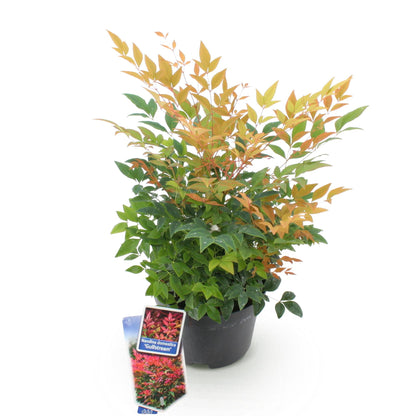 Nandina 'Gulfstream' - Schijnbamboe - hoogte 45cm