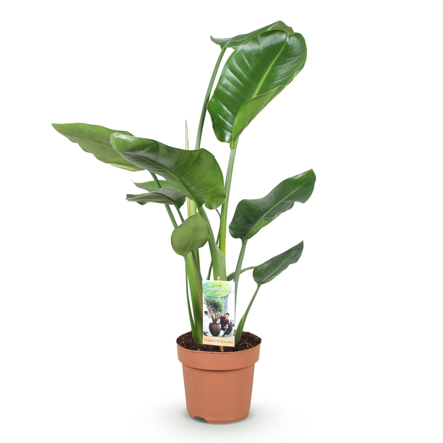 Stelitzia Nicolai - Paradijsvogelbloem - pot 17cm - hoogte 70-90cm