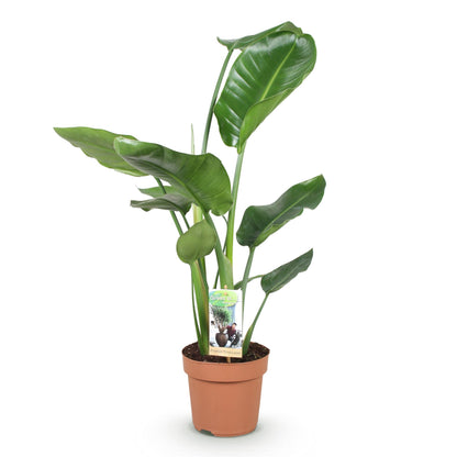 Stelitzia Nicolai - Paradijsvogelbloem - pot 17cm - hoogte 70-90cm