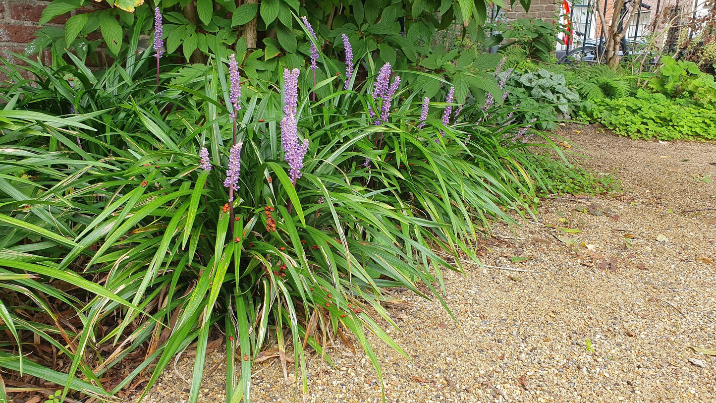 Liriope muscari 'Ingwersen' - Leliegras
