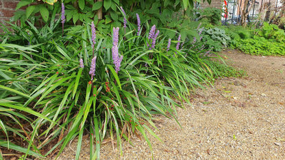 Liriope muscari 'Ingwersen' - Leliegras