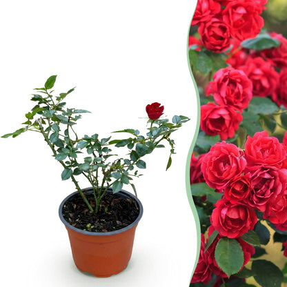 Rosa 'Rote The Fairy' - Roos - hoogte 20-25cm