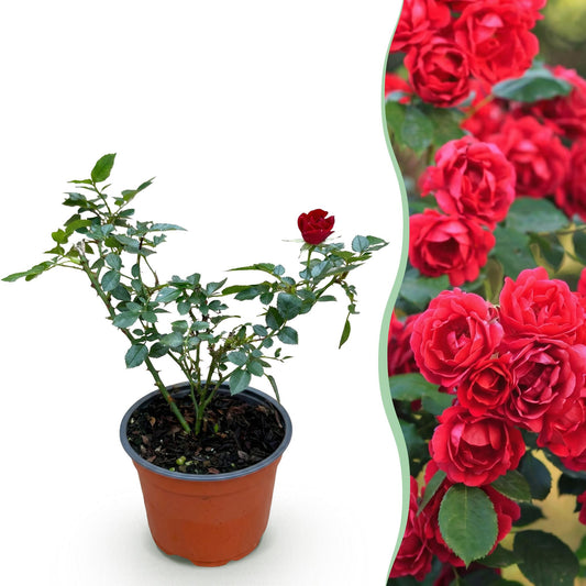 Rosa 'Rote The Fairy' - Roos - hoogte 20-25cm