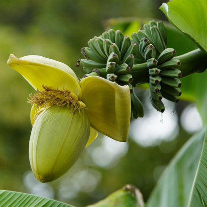 Musa 'Basjoo' - winterharde Bananenboom - 4 planten - Pot 12cm - Hoogte 30cm