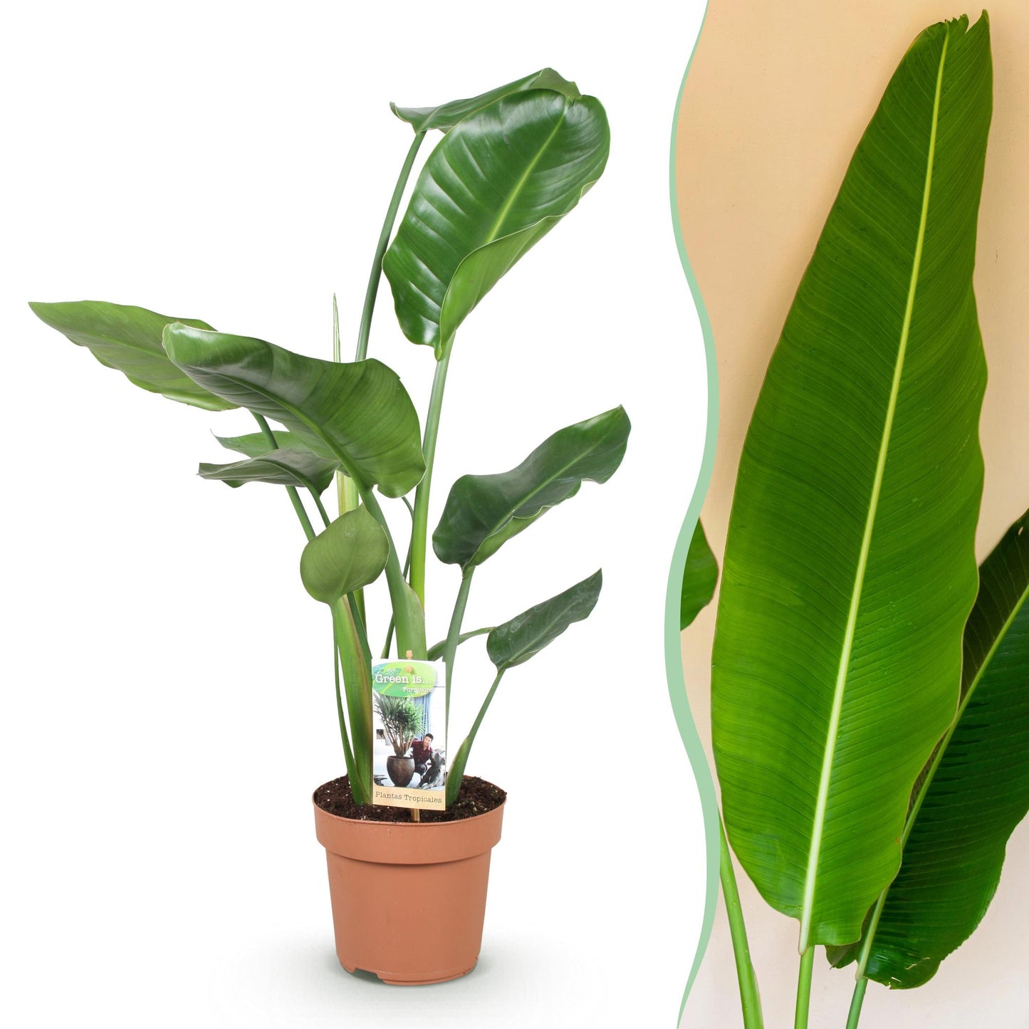 Stelitzia Nicolai - Paradijsvogelbloem - pot 17cm - hoogte 70-90cm