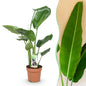 Stelitzia Nicolai - Paradijsvogelbloem - pot 17cm - hoogte 70-90cm
