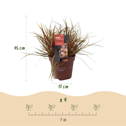 Green boutiQ - Siergrassen - Uncinia rubra Everflame  - Rood - 1 Plant - Groenblijvend - Winterhard - Pot 17cm Hoogte 50cm