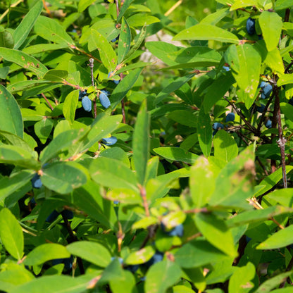 Lonicera caerulea 'Kamchatika' - Honingbes - 2 planten - Pot 15cm - Hoogte 50cm