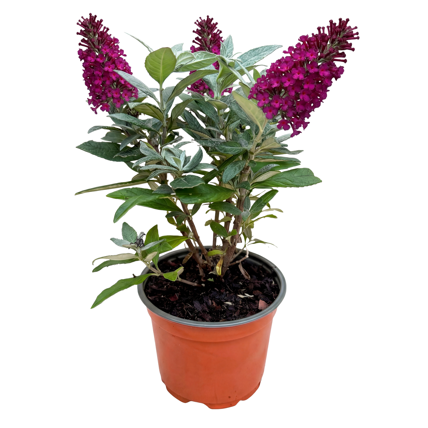 Buddleja davidii 'Butterfly Candy Little Ruby' - Vlinderstruik - hoogte 20-25cm