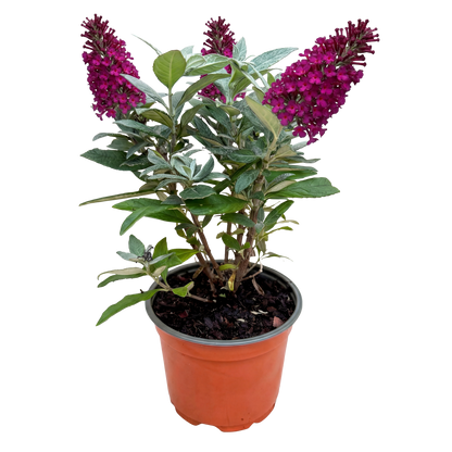 Buddleja davidii 'Butterfly Candy Little Ruby' - Vlinderstruik - hoogte 20-25cm