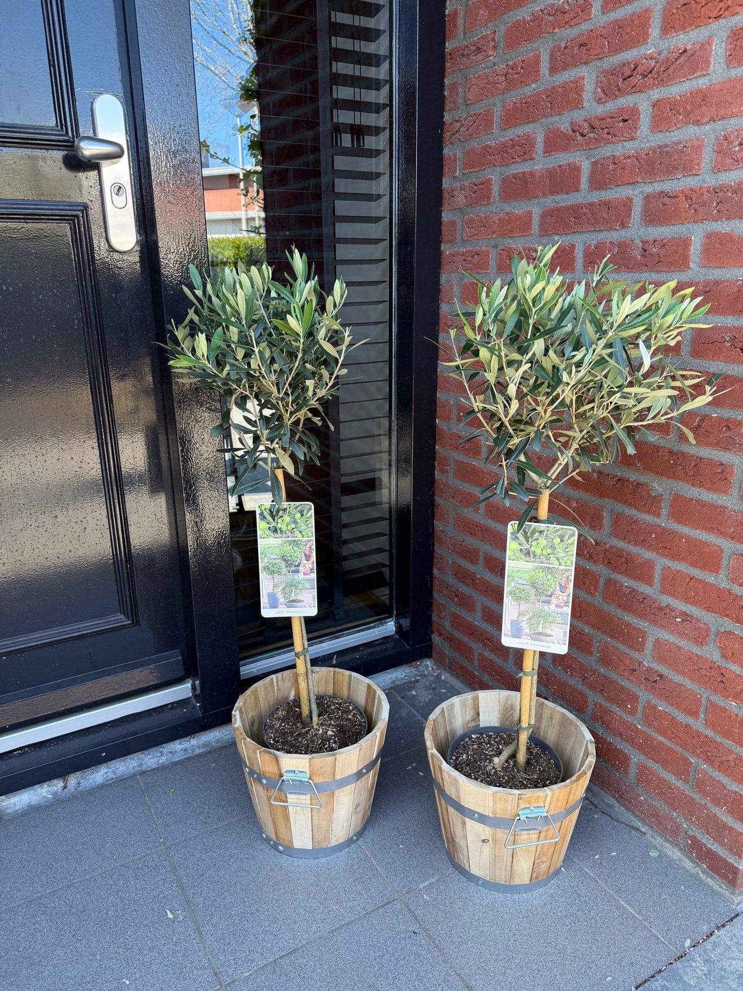 Olea Europaea op stam - Olijf - hoogte 90cm