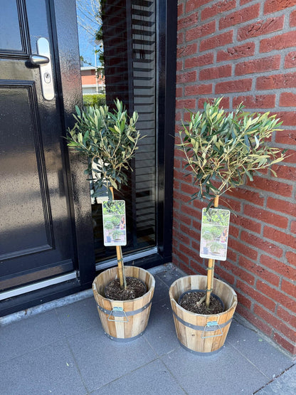 Olea Europaea op stam - Olijf - hoogte 90cm