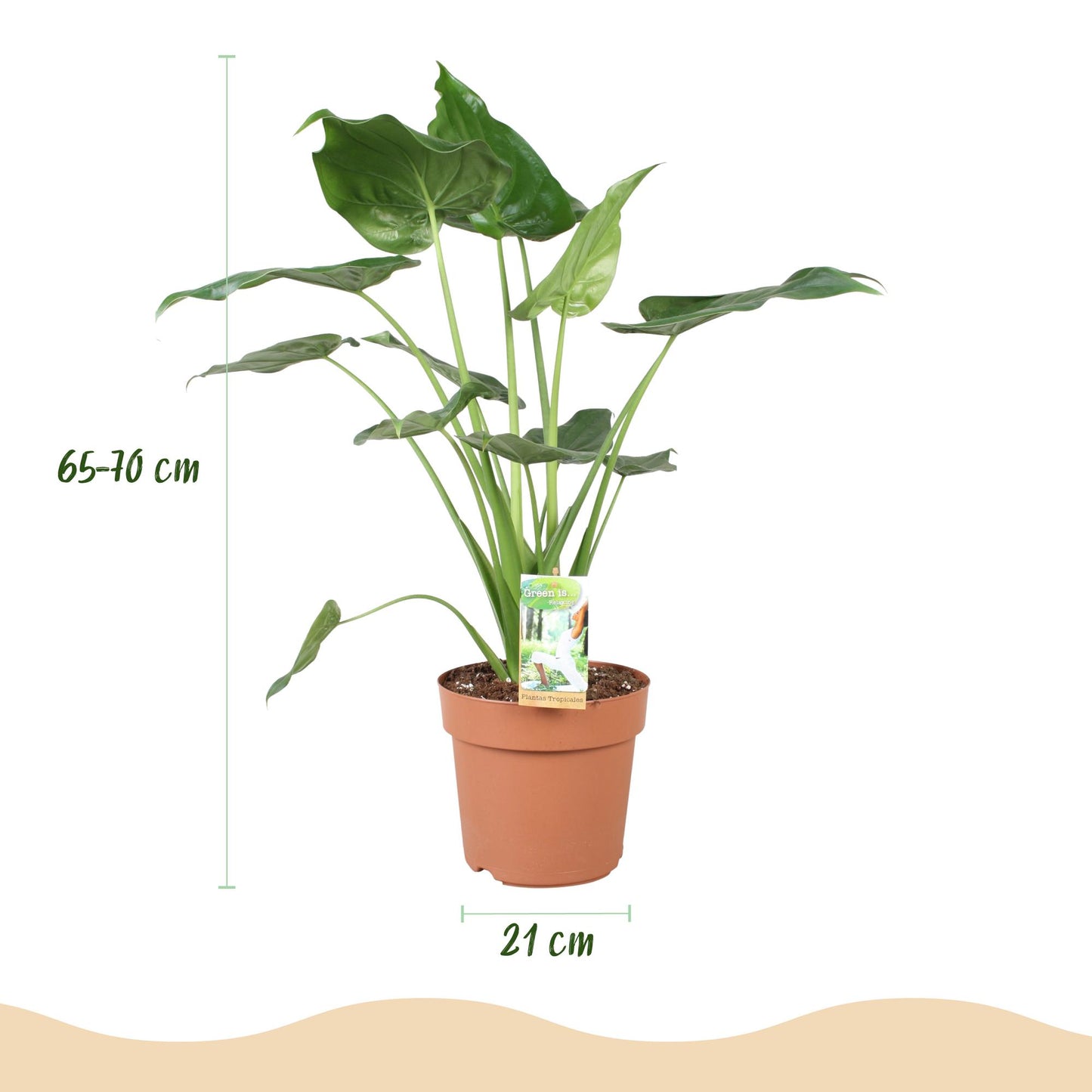 Alocasia Cucullata - Boeddha,s hand - incl. pot wit - pot 21cm - hoogte 65-70cm