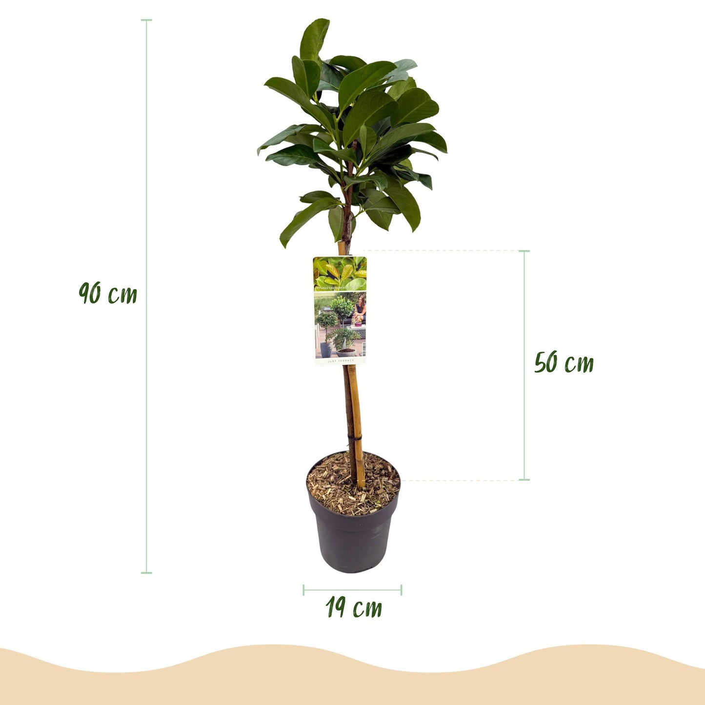 Prunus lauroverasus 'Etna®' op stam - Laurierkers - hoogte 90cm