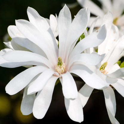 Magnolia stellata op stam - Stermagnolia - hoogte 90cm