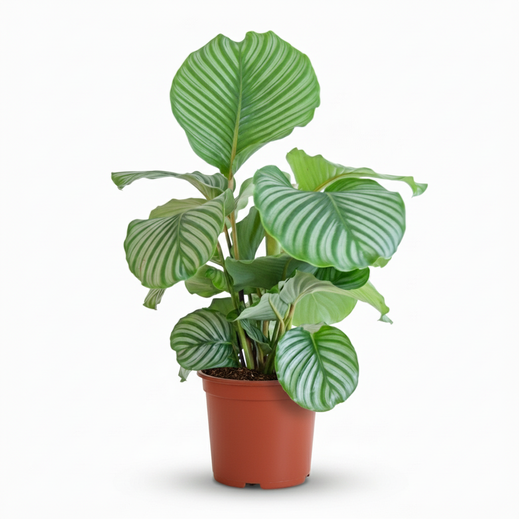 Calathea Orbifolia - Pauwenplant - pot 21cm - hoogte 60 - 70cm