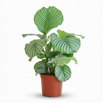 Calathea Orbifolia - Pauwenplant - pot 21cm - hoogte 60 - 70cm
