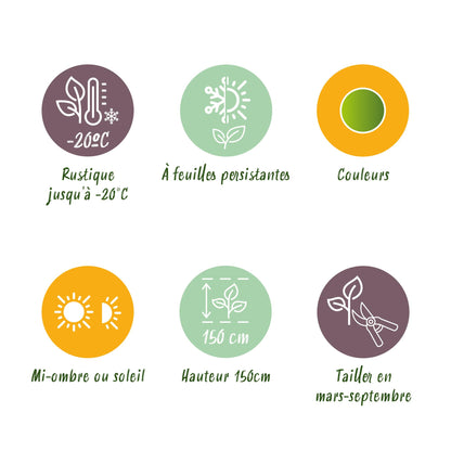 Green boutiQ - Buxus Haag - BetterBuxus Babylon Beauty - Resistant tegen de Buxus schimmel - 16 planten - 2 strekkende meter - pot 9cm hoogte 20-25