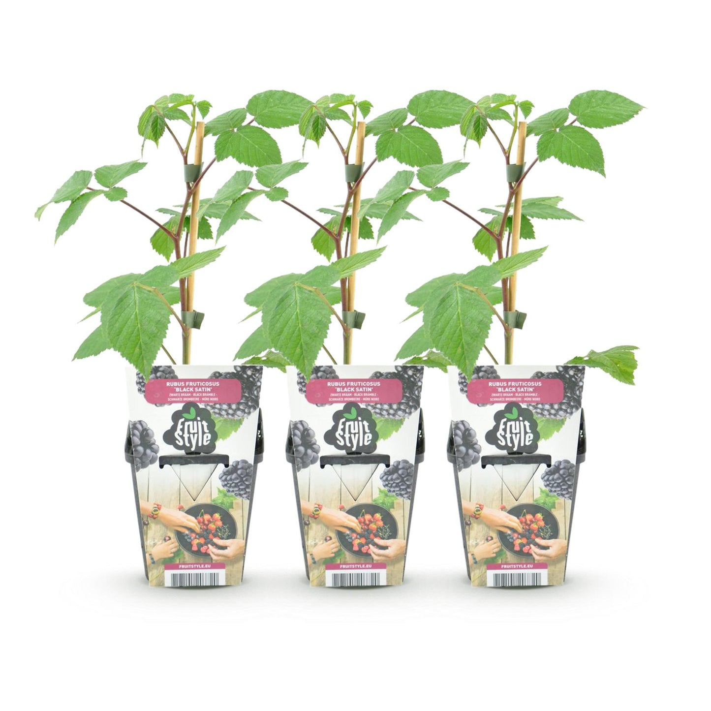 Rubus 'Black Satin' - Zwarte Braam