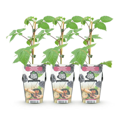 Rubus 'Black Satin' - Zwarte Braam