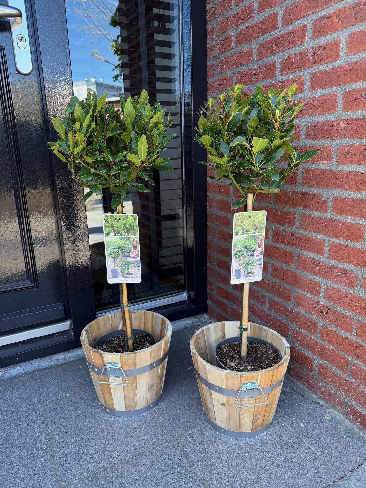 Laurus nobilis op stam - Laurier - hoogte 90cm