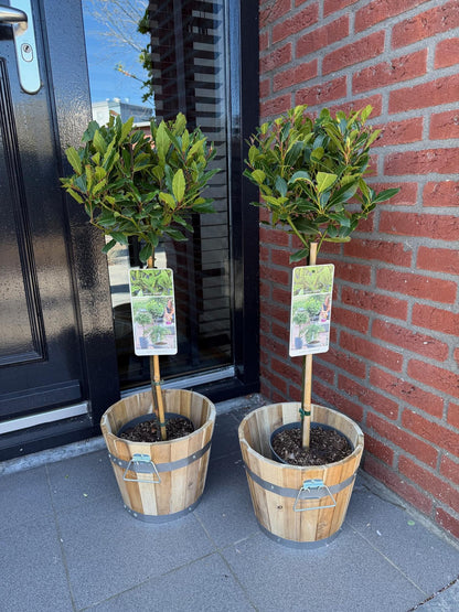 Laurus nobilis op stam - Laurier - hoogte 90cm