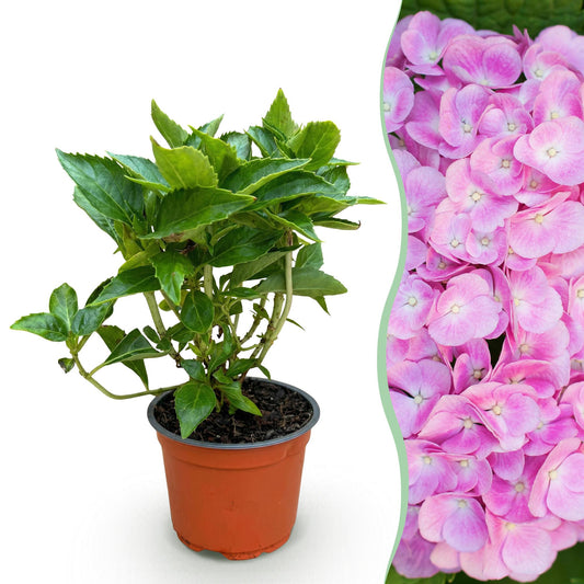Hydrangea macrophylla 'Pink' - Bolhortensia - hoogte 20-30cm