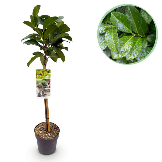 Prunus lauroverasus 'Etna®' op stam - Laurierkers - hoogte 90cm