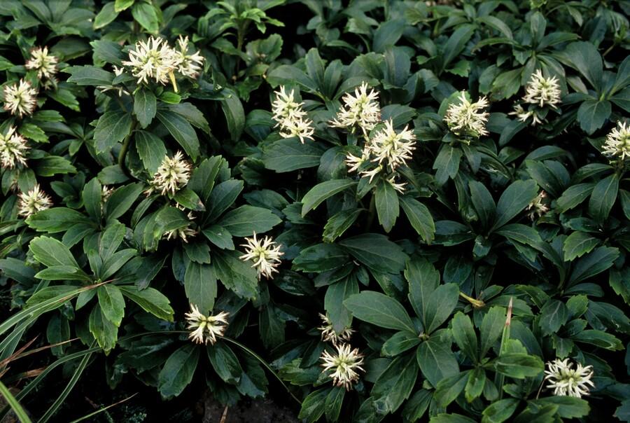 Pachysandra terminalis 'Green Sheen' - Schaduwkruid