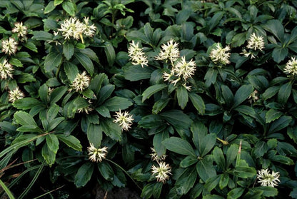 Pachysandra terminalis 'Green Sheen' - Schaduwkruid