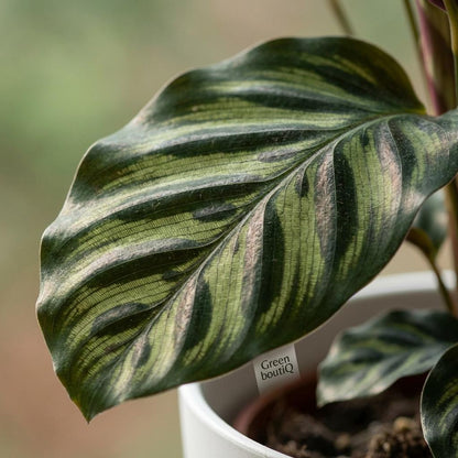 Green boutiQ - Kamerplant - Pauwenplant - Calathea Makoyana - Groen - Weinig onderhoud - 1 Plant - met Potter Wit - Pot 19cm - Hoogte 70cm