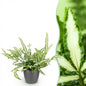 Green boutiQ - Kamerplant - Pteris cretica Albolineata - Lintvaren - Huisdiervriendelijke Plant - Groen - 1 Plant - met Potter Grijs - Pot 12cm - Hoogte 20cm