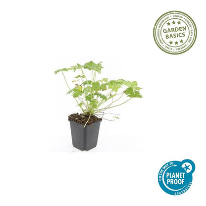 Geranium 'Tiny Monster' - Ooievaarsbek