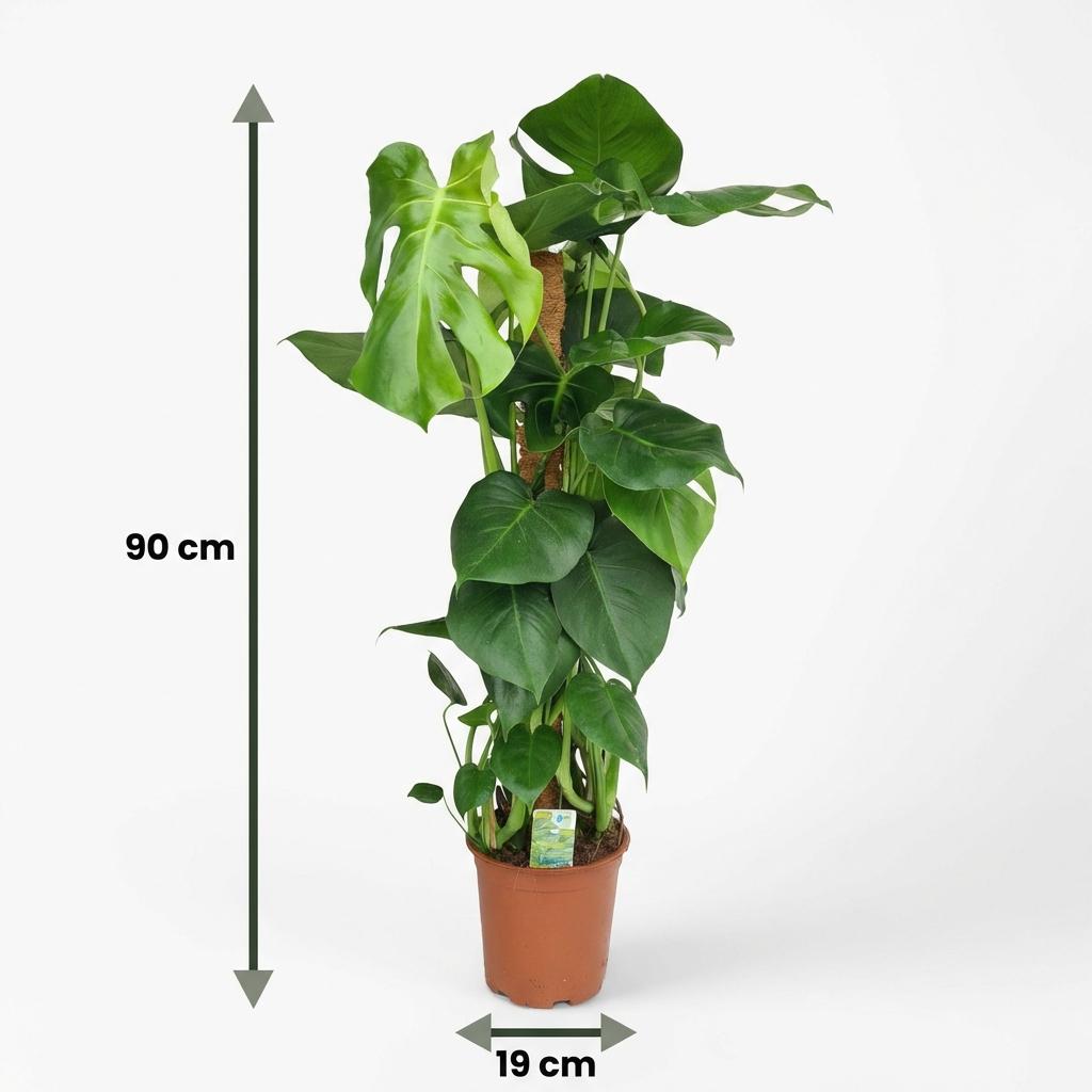 Monstera Deliciosa mosstok - Gatenplant - pot 19cm - hoogte 90cm