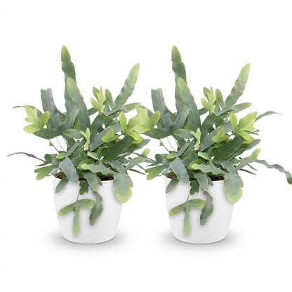 Green boutiQ - Kamerplant - Phlebodium aureum Blue Star - Blauwe Varen - Huisdiervriendelijke Plant - Blauw - 2 Planten - met Potter Wit - Pot 12cm - Hoogte 25cm