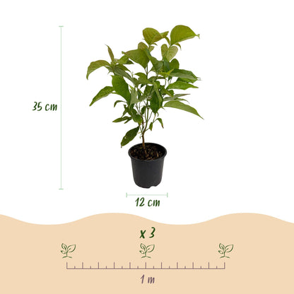 Cornus mas - Kornoelje - hoogte 35cm