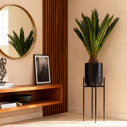 Green boutiQ - Kamerplant - Cycas revoluta - Palmvaren - Weinig onderhoud - Groen - 2 - Pot 15cm - Hoogte 45-55cm